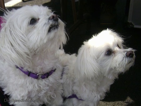 Two white Maltese are standing on a carpet looking up and to the right.