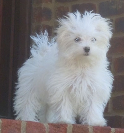 A fluffed out looking white Maltese puppy is standing at the top of a brick staircase looking down the stairs.