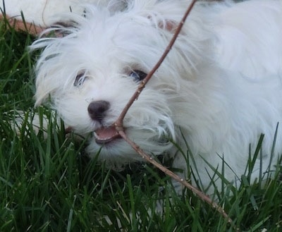 Close Up upper body shot - A white Maltese puppy is laying down in grass and biting a stick.