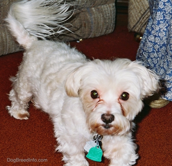 A groomed shorthaired white Maltese is standing on a red rug and looking forward with a silver and a green dog tag hanging from its collar. There is a person in a blue dress and a tan couch next to it.