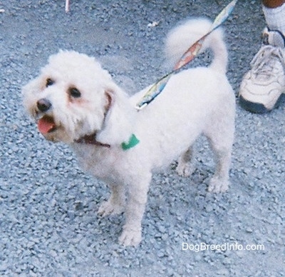 Front side view - A groomed short white Maltese is standing in gravel and looking up and to the left. Its mouth is open and tongue is out with its tail curled over its back. There is a person behind it.