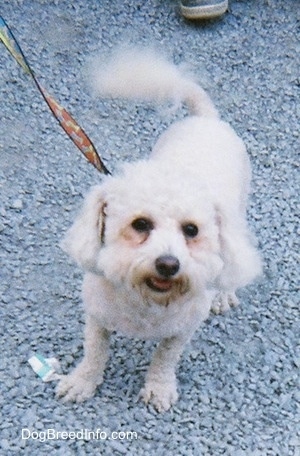 Front view - A groomed short white Maltese is standing in gravel looking up.  There is a person behind it.
