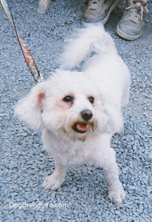 View from the front - A groomed short white Maltese is standing in gravel and looking up and to the right with its mouth open.