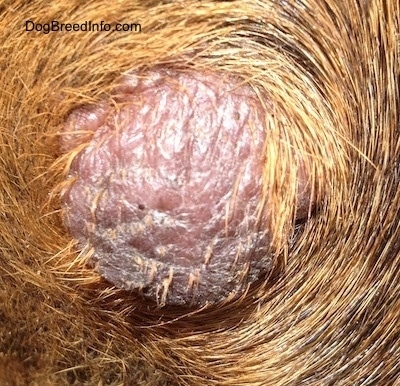 Close Up - A pink and gray bulge protruding from a dog's skin