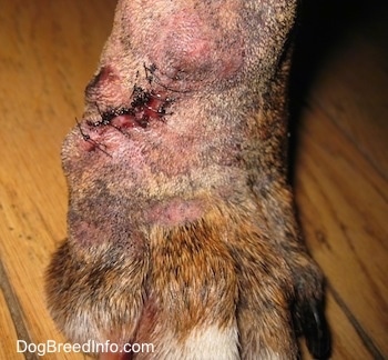 Close Up - Stitches on this Boxers paw from a removed Mast Cell Tumor