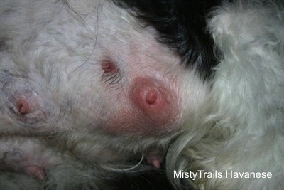 Mastitis in a toy dog breed