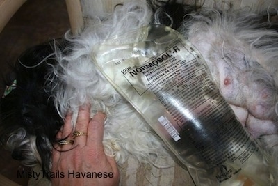 Hot pack placed on the affected toy breeds teat