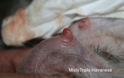 Close Up - Pus coming out of an infected teat