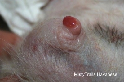 Close Up - Blood mixed with pus coming out of a mastitis teat