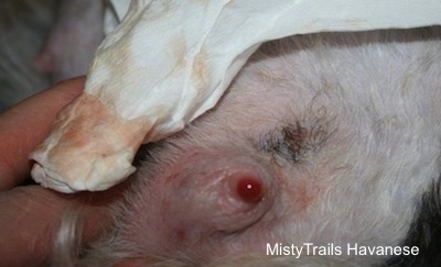 Close Up - Draining of an infected teat