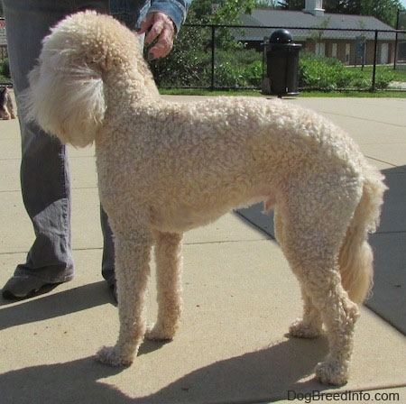 Side view of a shaved short, curly coated, cream Labradoodle standing on a concrete block with a person standing in front of it reaching down to pet it.