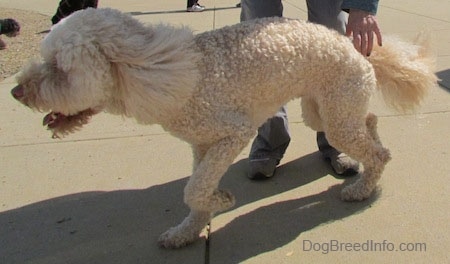 Side view - A shaved short, curly coated, cream Labradoodle is beginning to run across a concrete block. Its mouth is open and tongue is out and it has longer hair on the tip of its tail.