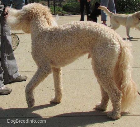 A shaved short, curly coated, cream Labradoodle is standing on a concrete block. It is swinging its head around and it has longer hair on its tail. There is another dog in the background. There is a person in front of the Labradoodle.