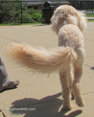 View from the back - A shaved short, curly coated, cream mini Labradoodle is walking away on a concrete surface.