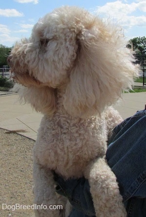 Head and upper body shot - A shaved short, curly coated, cream Mini Labradoodle is outside being held up in the arms of a person who is wearing a blue jean jacket. The dog is looking to the far left.