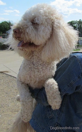 Head and upper body shot - A shaved short, curly coated, cream Mini Labradoodle is outside being held up in the arms of a person who is wearing a blue jean jacket. Its mouth is open and tongue is out.