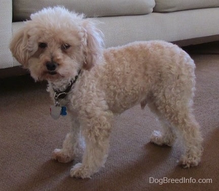 Side view - A cream Miniature Poodle dog is standing on a carpet and there is a tan couch behind it.