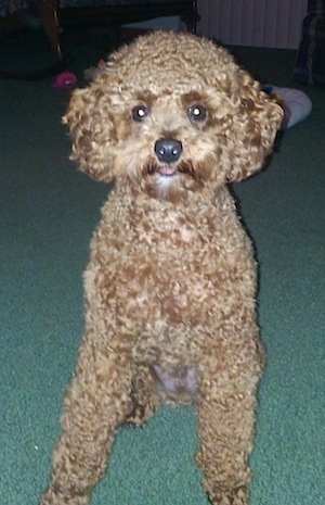Front view - A tan Miniature Poodle is sitting on a green carpet looking forward.