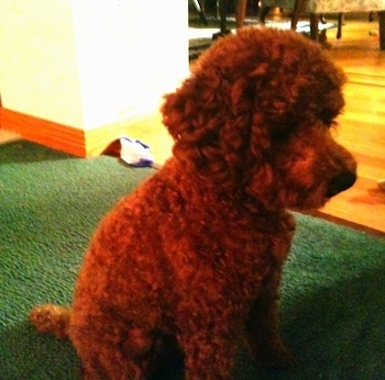 A tan Miniature Poodle is sitting on a green carpet and looking down.