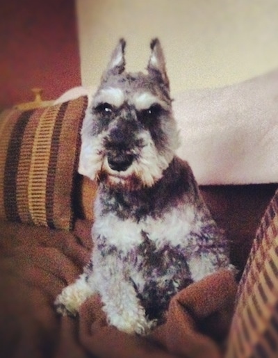 A black with gray Miniature Schnauzer is sitting on a tan couch with its head slightly tilted to the right.