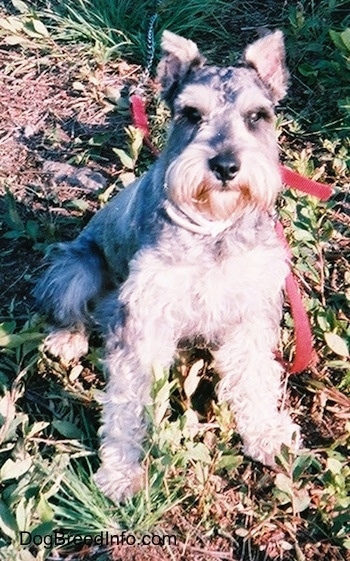 Front view - A Miniature Schnauzer is sitting in dirt with a little bit of grass and weeds around it looking forward.