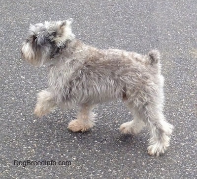 Side view - A grey with white Miniature Schnauzer is walking up a street with one front paw in the air. 