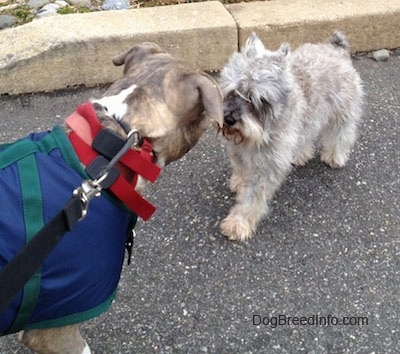 A grey with white Miniature Schnauzer is standing in a street nose to nose with an American Pit Bull Terrier who is wearing a blue with green vest.