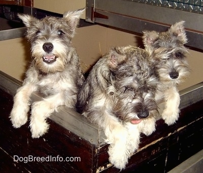A litter of three Miniature Schnauzer puppies are standing jumped up on the edge of a wooden whelping box.