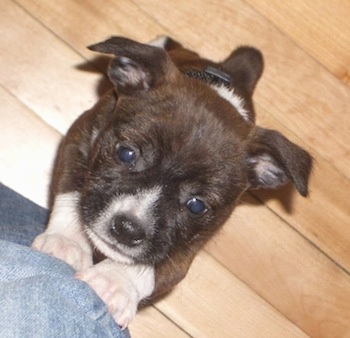 A brown brindle with white Miniboz puppy is jumped up on a person's leg who is wearing blue jeans on a light colored hardwood floor.