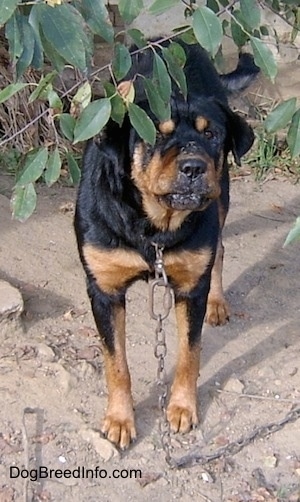 A large breed, wrinkly faced, black with tan Rottweiler/Chow Chow mix is standing under a tree in dirt connected to a large chain.