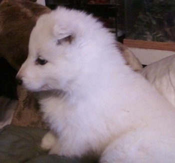 Close up - The left side of a white fluffy puppy that is sitting on a couch. Its small ears fold over to the front in a v-shape.