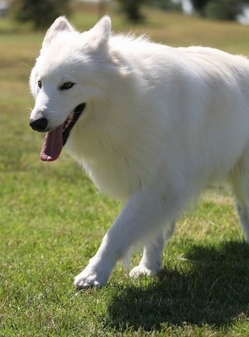 Close up - The right side of a pure white dog that is walking across a field. It is panting.