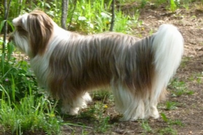Left Profile - A longhaired tan and white Lhasa apso/Maltese/Labrador Retriever mix is standing outside on a dirt path with tall grass in front of it.