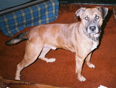 The right side of a tan with black and white Staffy Bull Pit dog standing on an orange carpet looking at the camera. The dog is holding its tail low.