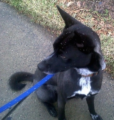A black with white short-haired, perk-eared dog is connected to a blue leash sitting on a sidewalk and looking to the left.