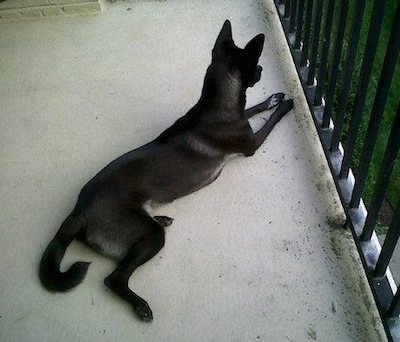 A black with white short-haired, perk-eared dog is laying on a high balcony deck looking through the railings down to the grass.