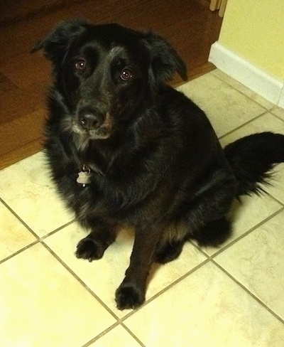A large black medium-haired dog is sitting on a tan tiled floor in a doorway opening to a room wiht hardwood floors. It is looking up.