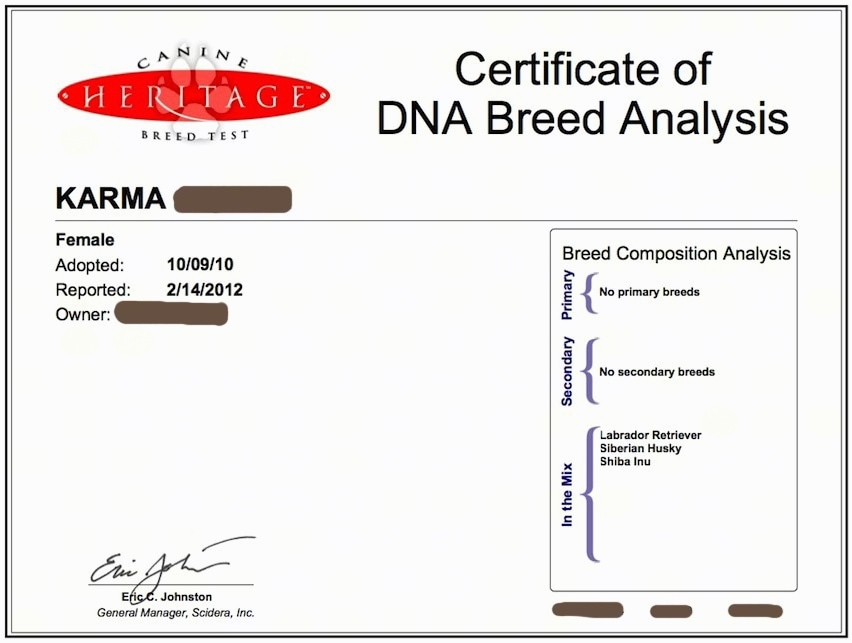 The scan of a mixed breed named Karmas dog breed analysis certificate.
