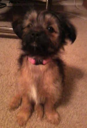 A black and brown Miniature Pinscher/Shih Tzu/Lhasa Apso mix puppy is sitting on a carpet and it is looking up.