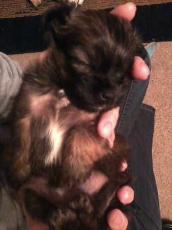 A young black and brown Miniature Pinscher/Shih Tzu/Lhasa Apso mix puppy is sleeping on its back belly-up in a person's hands.