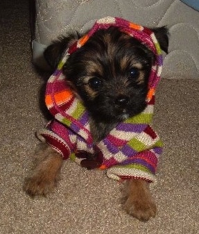 A black and brown Miniature Pinscher/Shih Tzu/Lhasa Apso mix puppy is wearing a colorful hoodie and it is laying in front of a mattress and box spring.