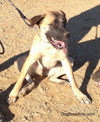 Front view - A tan with black and white Belgian Shepherd/Malinois mix is sitting in dirt sitting flat on its bum and its front paws are spread way out to the sides.