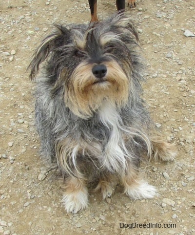 A shaggy, long-coated, grey, black, white and tan mixed breed dog is sitting in dirt and it is looking up.