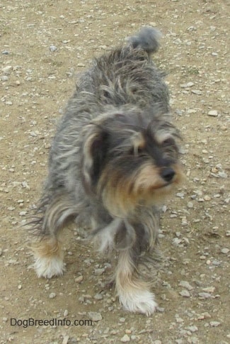 A shaggy grey, black, white and tan mixed breed dog is walking down dirt and it is looking to the right.