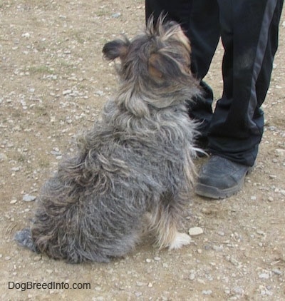 The back of a shaggy grey, black, white and tan mixed breed dog that is sitting in front of a person and looking up.