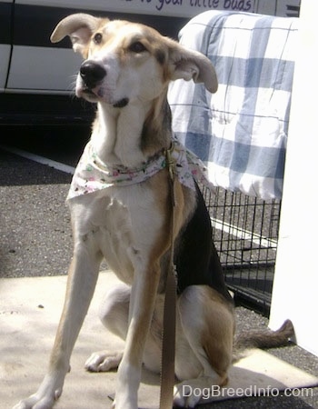 A shorthaired, tan, black and white mixed breed dog is sitting on a mat in a parking lot. There is a dog crate that is covered with a blue and white blanket and a vehicle behind it. The dog is wearing a floral white bandanna around its neck and it is looking up.