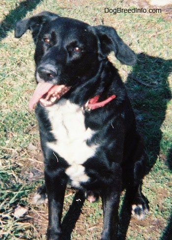 A large, black with white mixed breed dog with rose ears is wearing a red collar sitting in grass and looking up. Its mouth is open and tongue is out.