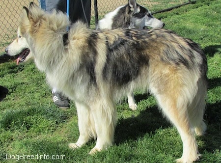 Left Profile - A long-haired, furry, grey with tan and white Native American Indian Dog is standing on grass. Behind it is a person with another wolf-looking shorthaired dog. The Native American Indian Dog is looking out of a fence in front of it and its mouth is open and tongue is out.