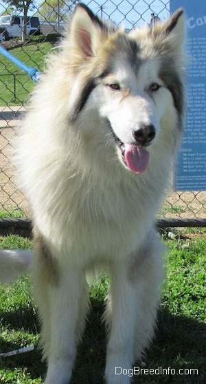 View from the front - A longhaired, fluffy, wolf-looking, grey with tan and white Native American Indian Dog is standing in grass looking forward in front of a chainlink fence. Its mouth is open and tongue is out. 