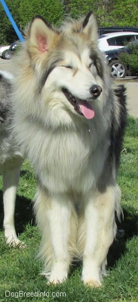 View from the front - A longhaired, perk-eared, wolf-looking, grey with tan and white Native American Indian Dog is sitting in grass. Its mouth is open and its tongue is out. It is squinting and behind it is another dog.